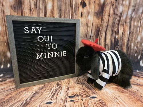 MINNIE - Mini Lop available for adoption