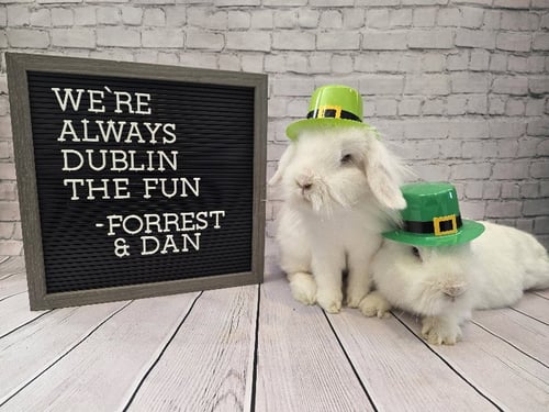 FORREST - Lionhead available for adoption