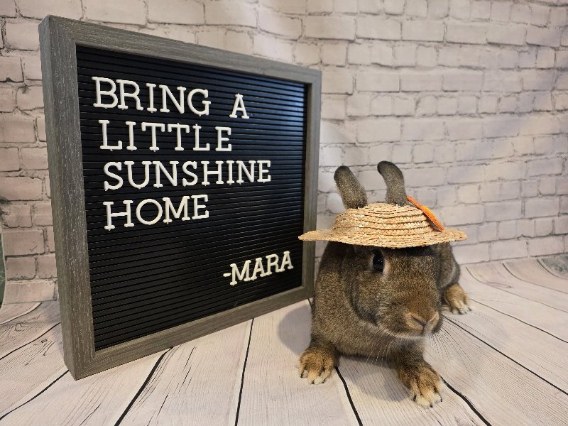 Mara Image