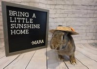 Mara - Photo 2