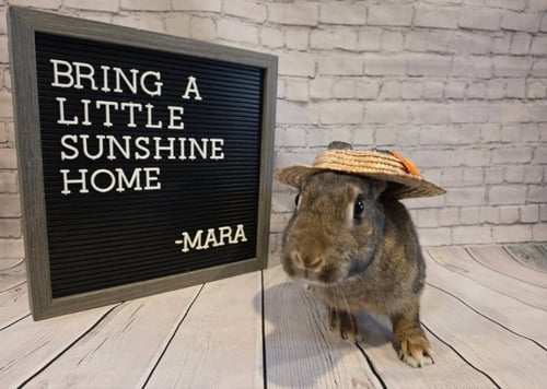 MARA - American available for adoption