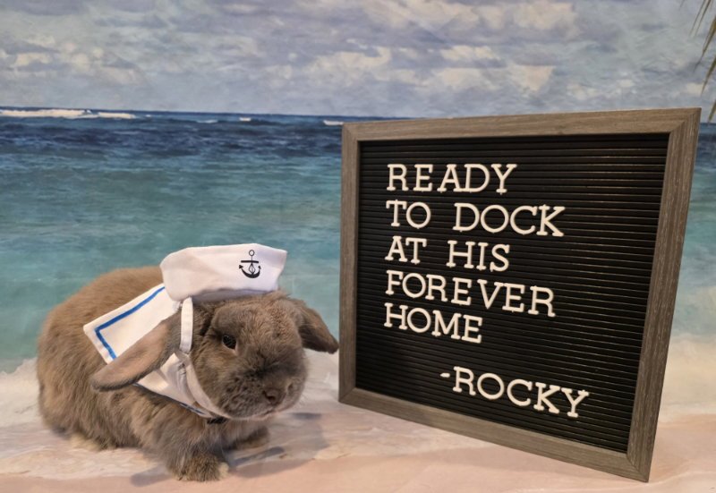 Rocky Image