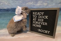 Rocky - Photo 2