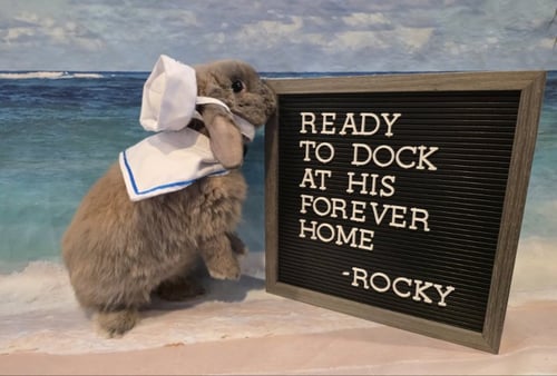 ROCKY - Holland Lop available for adoption