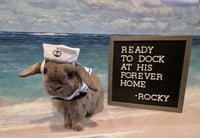 Rocky - Photo 3