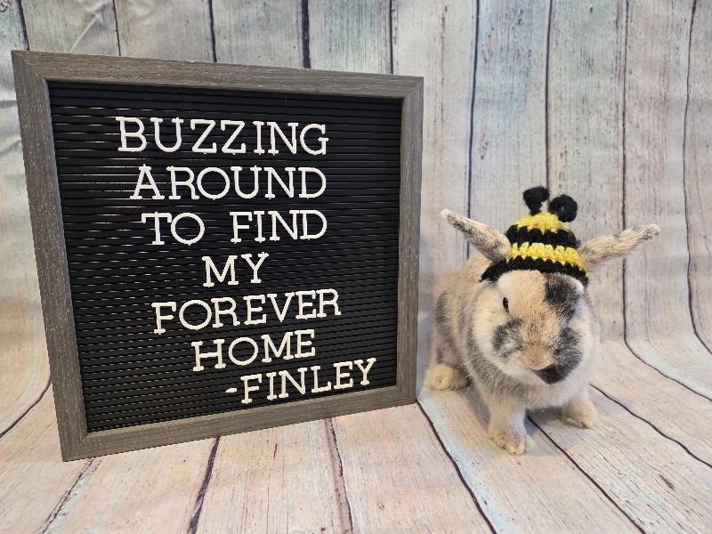 FINLEY - Harlequin available for adoption