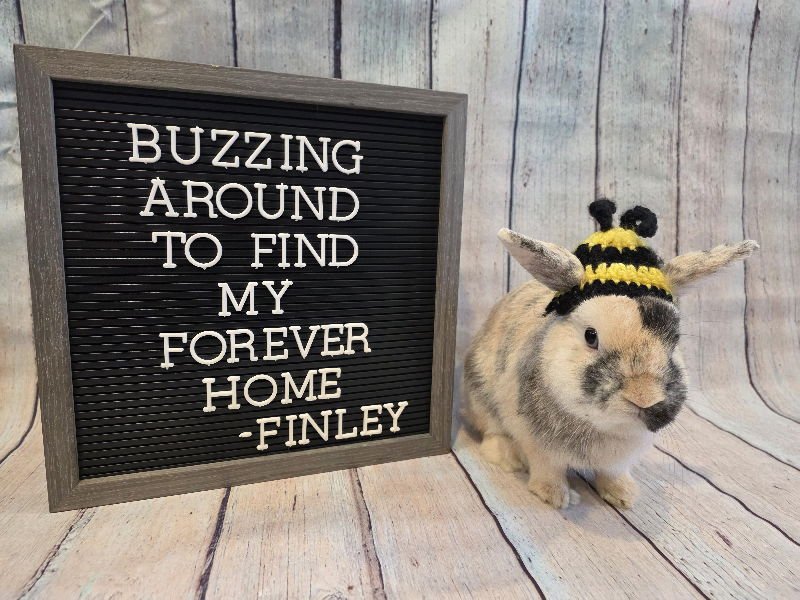 FINLEY - Harlequin available for adoption