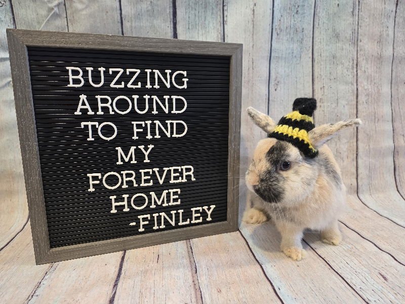 Finley - Photo 3