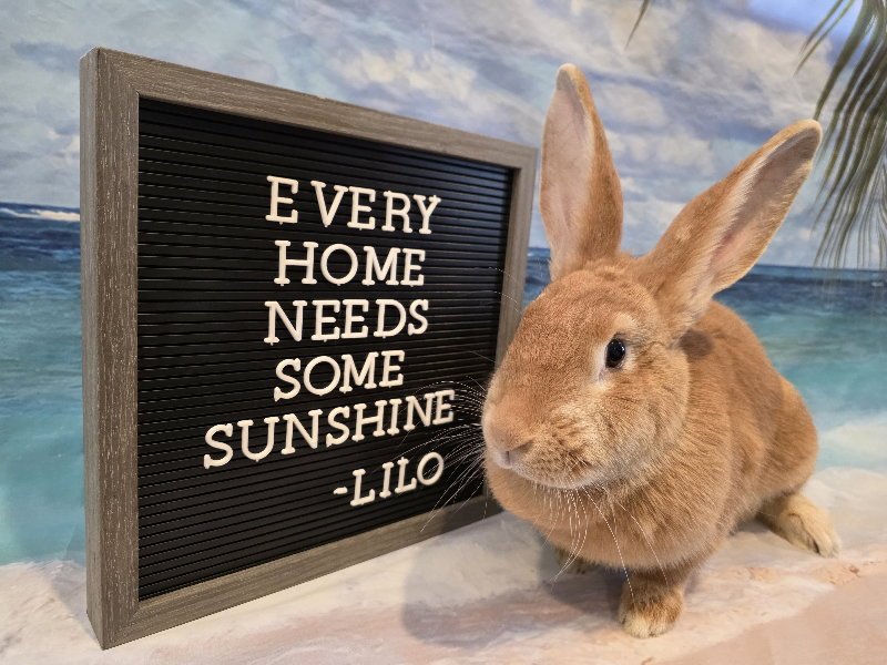Lilo Image