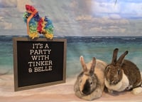 Tinker - Photo 1