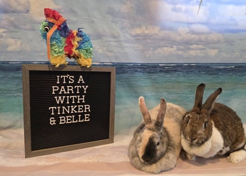 TINKER - English Spot available for adoption