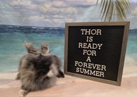 Thor - Photo 2