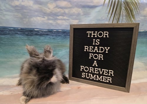 THOR - Lionhead available for adoption