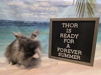 Thor - Photo 4