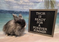 Thor - Photo 3
