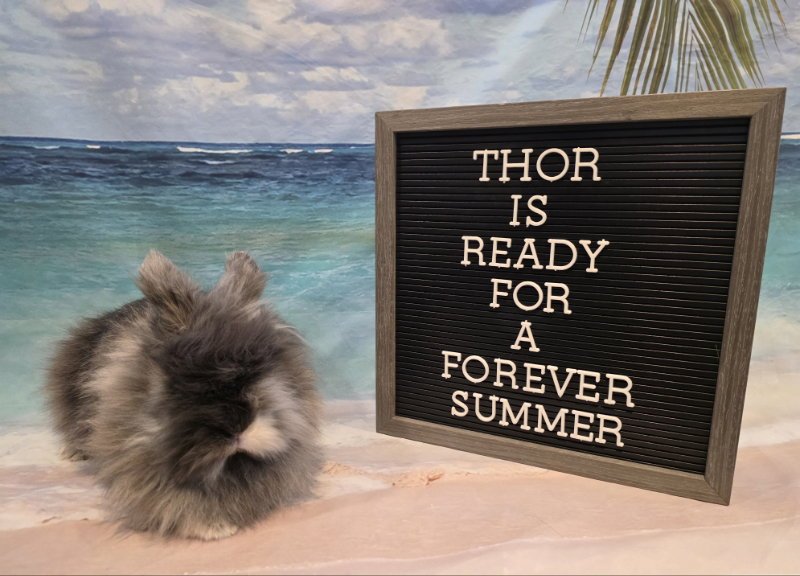 Thor Image