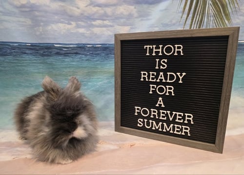 THOR - Lionhead available for adoption