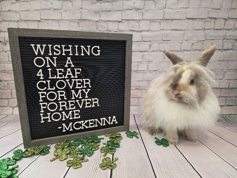 MCKENNA - Lionhead available for adoption