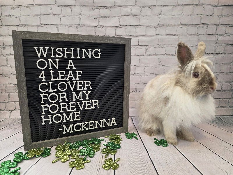 MCKENNA - Lionhead available for adoption