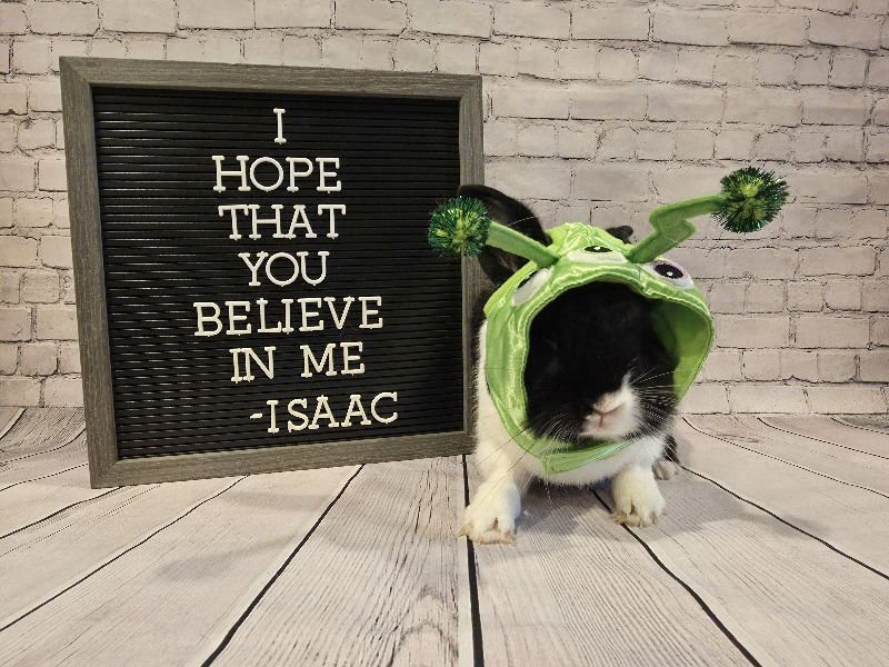 ISAAC - Dutch / Lionhead available for adoption
