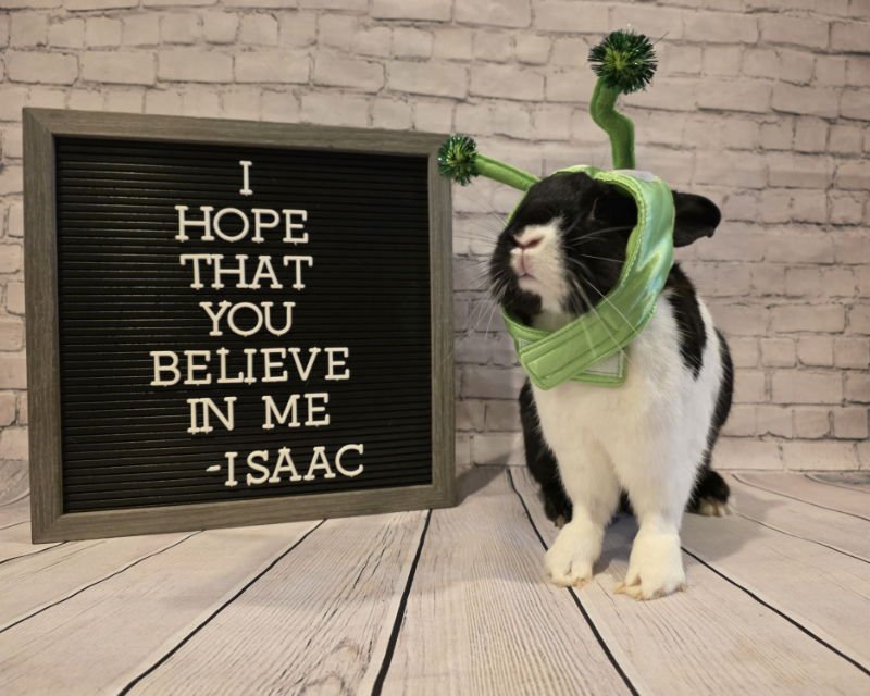 ISAAC - Dutch / Lionhead available for adoption
