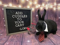 Loki - Photo 1