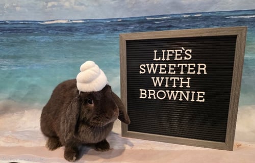 BROWNIE - Mini Lop available for adoption
