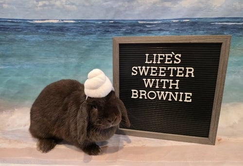 BROWNIE - Mini Lop available for adoption
