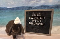 Brownie - Photo 3