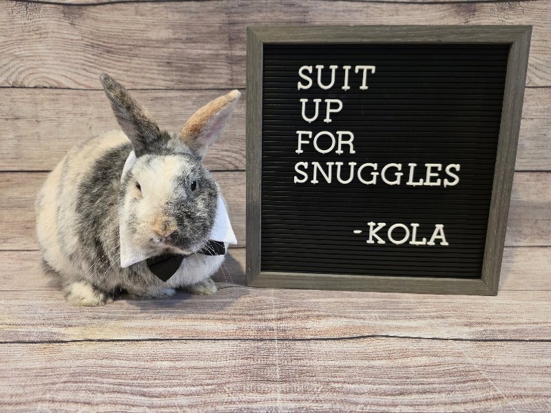Kola Image