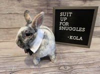 Kola - Photo 2