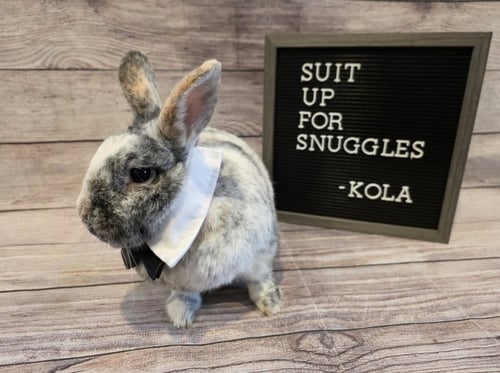 KOLA - Harlequin available for adoption
