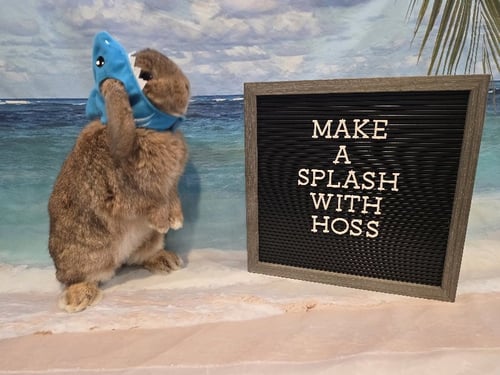 HOSS - Holland Lop available for adoption