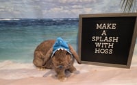 Hoss - Photo 1