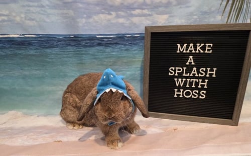 HOSS - Holland Lop available for adoption