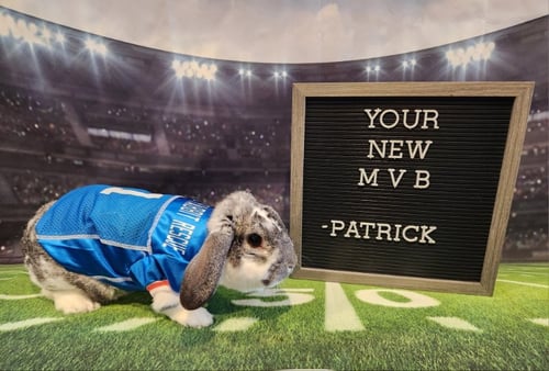PATRICK - English Spot available for adoption