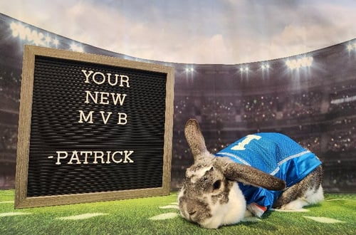 PATRICK - English Spot available for adoption