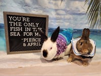 April - Photo 1