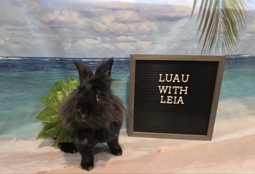 LEIA - Lionhead available for adoption