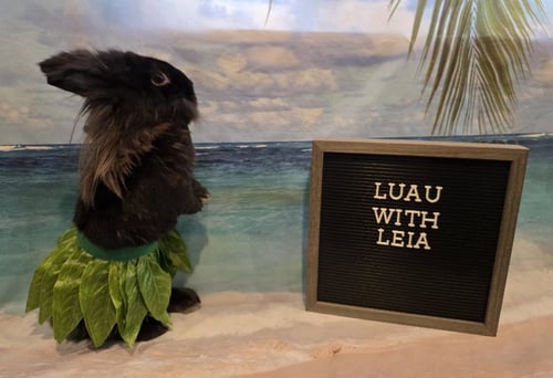 LEIA - Lionhead available for adoption