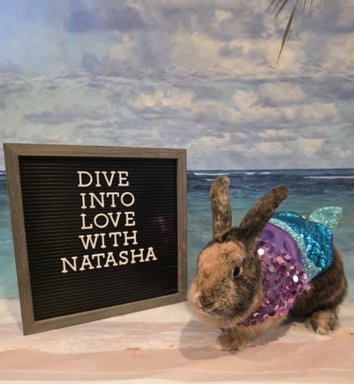 NATASHA - Harlequin available for adoption