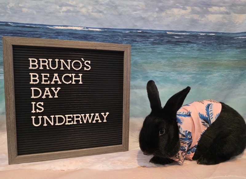 Bruno Image