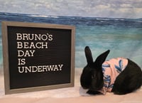 Bruno - Photo 1