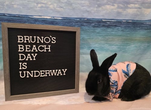 BRUNO - Bunny Rabbit available for adoption