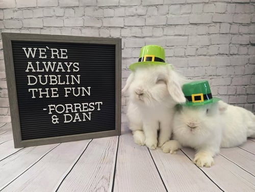 DAN - Lionhead available for adoption