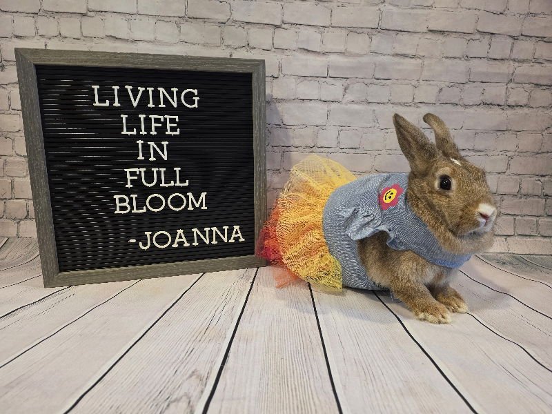 JOANNA - Bunny Rabbit available for adoption
