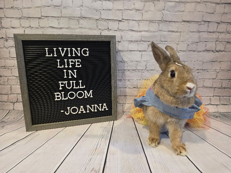 JOANNA - Bunny Rabbit available for adoption
