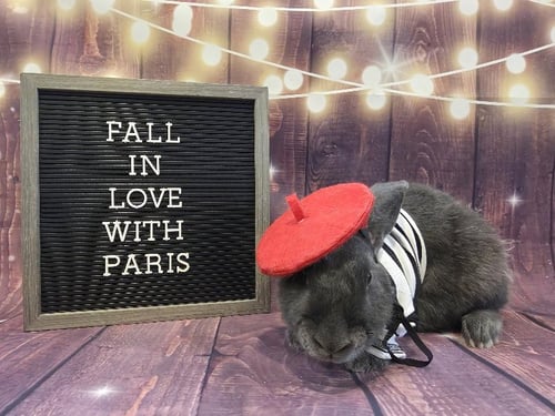 PARIS - Bunny Rabbit available for adoption
