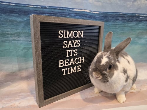 SIMON - English Spot available for adoption