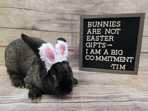 TIM - Flemish Giant available for adoption